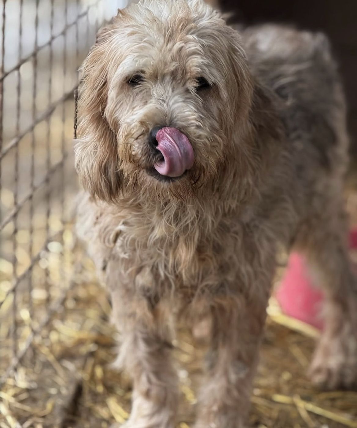 Bella after rescue