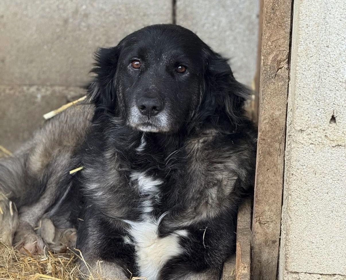 Rocky after rescue