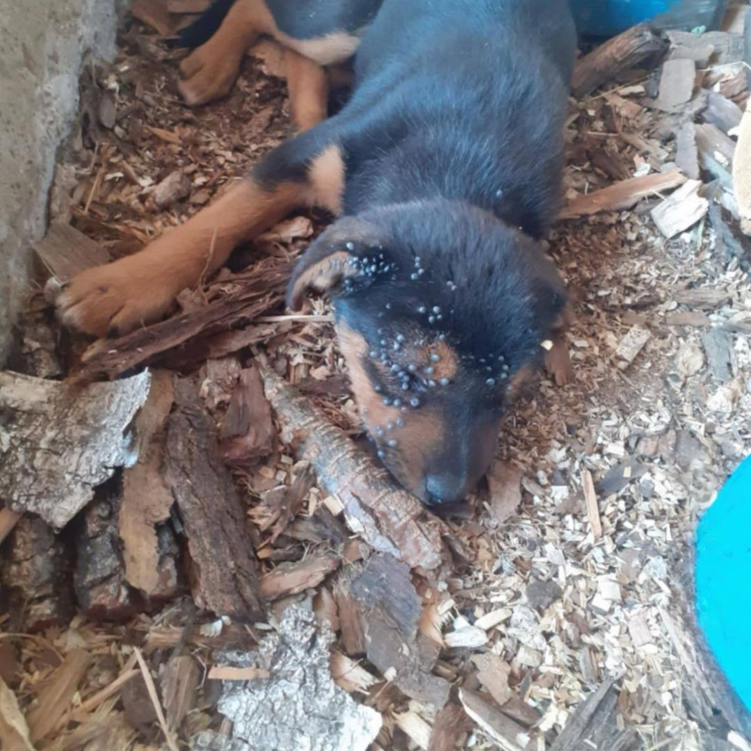 Bruno before rescue