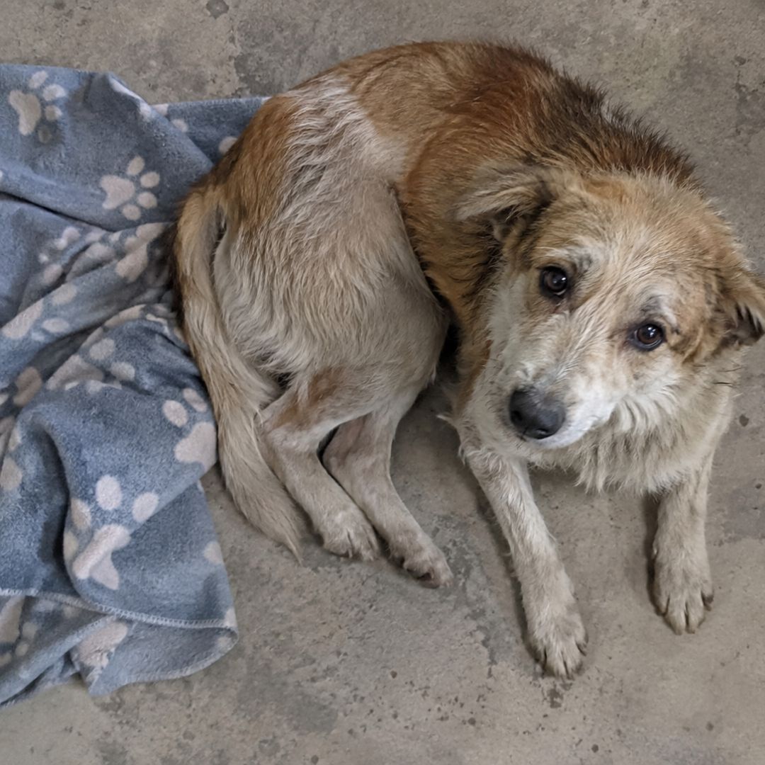 Milo before rescue